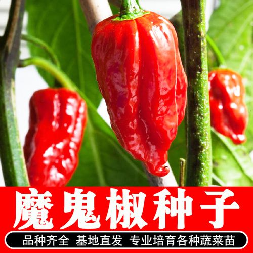 印度魔鬼椒种苗特辣辣椒秧苗变态辣超辣蔬菜种子四季