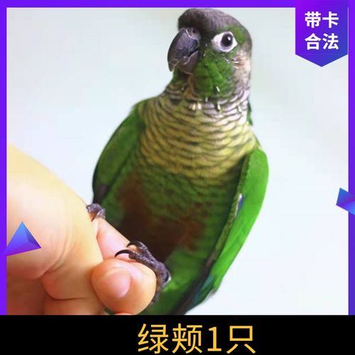 玄凤鹦鹉活体学说话中型鹦鹉活鸟黄化玄鹦鹉可繁殖牡丹宠物鸟观赏鸟吹
