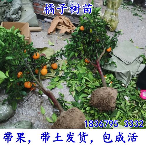 砂糖橘子树金桔子柑橘蜜橘嫁接果树苗果苗南方盆栽地栽当年结果
