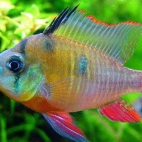 观赏鱼玻璃威亚凤凰短鲷科人工培育的品种性格温顺【6月3日发完】