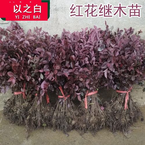 以之白蝶遇红花继木苗庭院小苗花坛绿化工程树苗花卉苗木绿篱植物红花