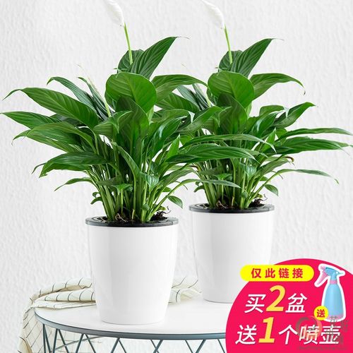 观花办公室创意水养绿植小盆栽室内室外桌面懒人植物