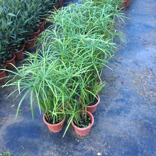风车草植物水生植物水培土培风车草种植苗室外绿植四季可种耐热