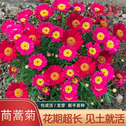 茼蒿菊种子 木春菊 木茼蒿花种子多年生四季播金黄色木茼蒿