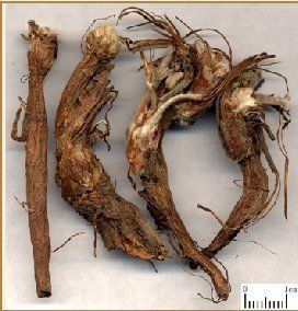 中药材草药野生正品  委陵菜 天青地白 青天白地 500克1斤