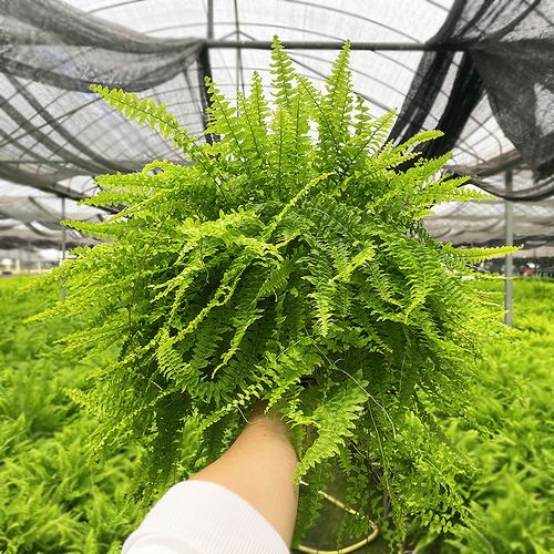 波士顿蕨盆栽绿植室内净化空气观叶阳台庭院吸甲醛蕨类植物