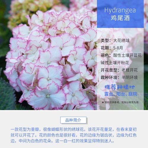 鸡尾酒绣球花苗盆栽花卉八仙花耐寒室外阳台庭院虎雀园艺 鸡尾酒 1