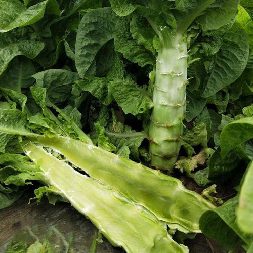 四季莴笋种子秧苗莴苣菜种籽三青皮莴笋种孑冬春季耐寒蔬菜苗大全