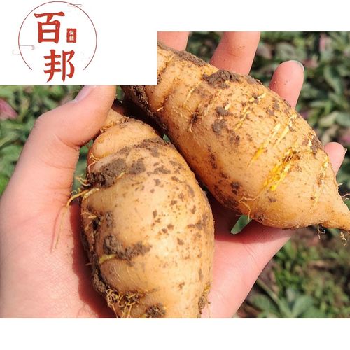 鲜地黄河南焦作怀地黄地黄苗地黄根新鲜地黄种子生地黄宓蝶 500克(1斤