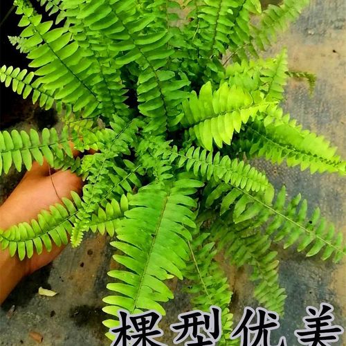 波士顿蕨盆栽肾蕨类植物吸甲醛净化空气耐阴绿植花卉室内卫生间【15天