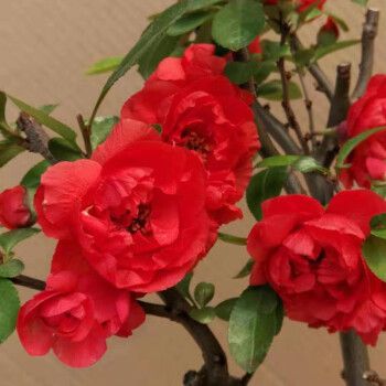 雪沫绿宝石海棠花盆栽日本四季冬季耐寒带花苞花卉绿植绿海棠盆景树桩