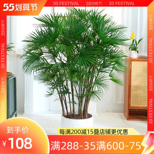 爱优尚棕竹盆栽室内客厅中型落地花卉绿植净化空气吸甲醛竹子植物