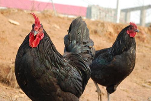 8/只 热销正宗快大黑鸡苗黑羽黑脚白肉鸡苗快羽肉鸡苗黑鸡苗