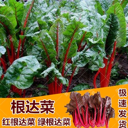 根达菜种籽红莲草救心草红梗菠菜红叶甜菜马兰头四季耐寒蔬菜种子