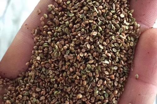 0/斤 宽叶草种子 广西南宁边坡护坡草坪宽叶草草种草籽批发