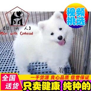 雪橇三傻萨摩耶 纯种活体萨摩耶微笑天使萨摩耶犬宠物狗萨摩幼犬