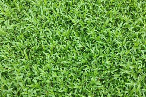 0/捆 大叶油草