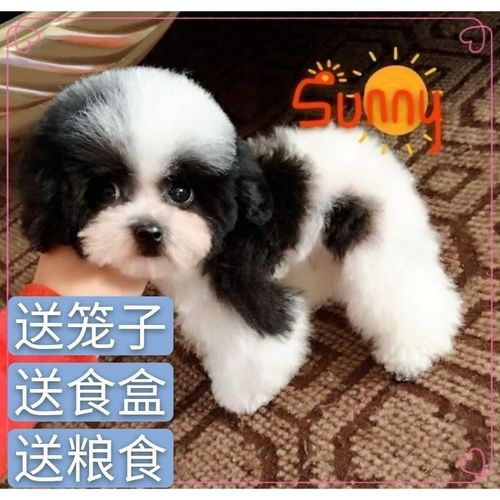 黑白花泰迪活幼犬混血不长大茶杯体黑白花泰迪活体宠物狗幼犬【4月25