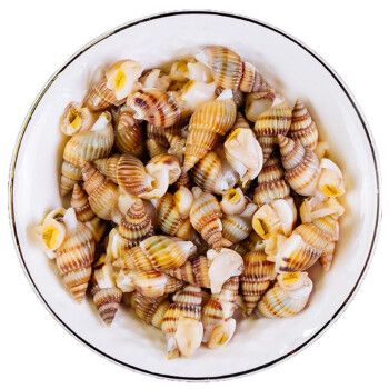 海瓜子 鲜活新鲜野生海螺丝 大海锥 青岛贝类海鲜水产 小海螺烧烤宵夜