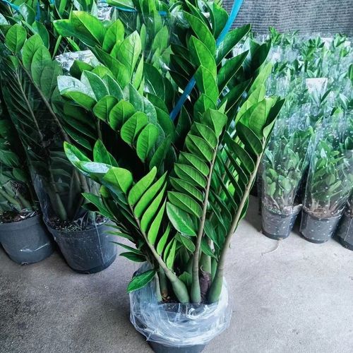 金钱树盆栽植物室内花卉客厅四季常青好养绿植大摇钱串子小发财树