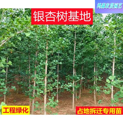 银杏树苗 占地拆迁苗绿化树苗银杏树大树白果小苗绿化庭院植物行树
