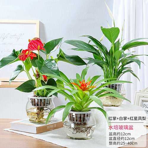 白掌室内水培植物花卉鸿运当头盆栽花卉红掌水养植物办公室绿植