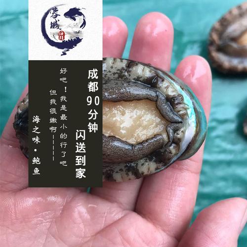 成都海鲜急送 鲜活 鲍鱼 20头鲍/1斤约20个/3元一个