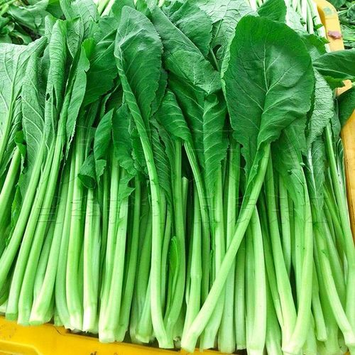 春菜种子小白菜芥菜青菜种籽四季耐寒耐热菜种盆栽籽种蔬菜孑菜籽