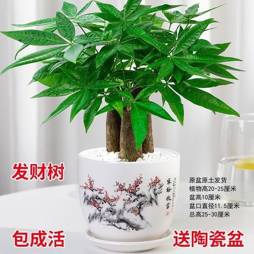 发财树盆栽客厅室内好养绿植招财旺宅小盆栽桌面盆景吸除甲醛植物