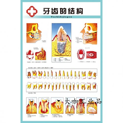 定制适用牙齿解剖结构图疾病构造成人牙列知识口腔医院装饰画海报贴画
