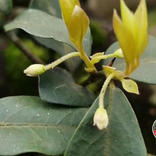 金弹子公桩带花也叫金弹子受粉树必须要有公桩才能挂住果