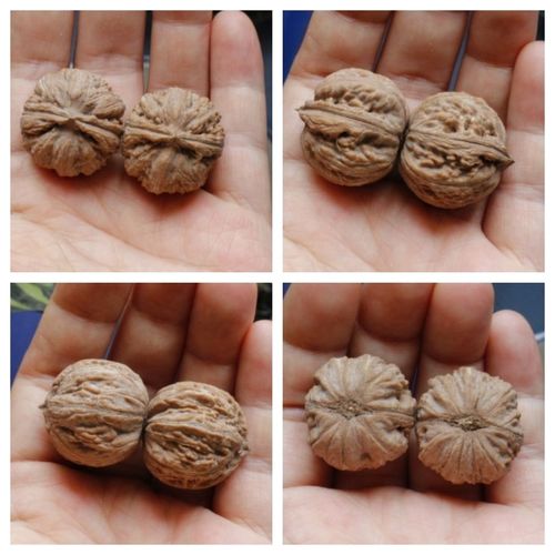 成对把玩文玩核桃秋子纯野生山核桃一对手捻手玩太行山脉核桃