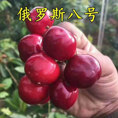 果树苗 俄罗斯8号樱桃苗 俄八樱桃树苗 当年结果 嫁接大樱桃树苗