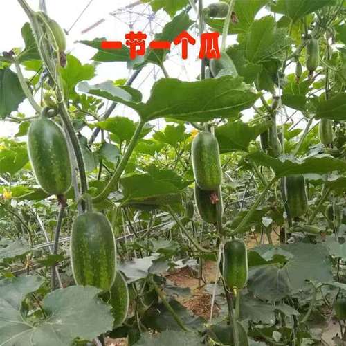 毛节瓜种子迷你小冬瓜种籽春秋季种早熟高产阳台四季蔬菜种孑毛瓜