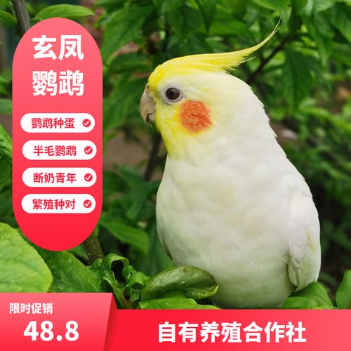 宠物鸟玄凤鹦鹉活体学说话中型手养黄化可孵化种蛋繁殖包邮活指导