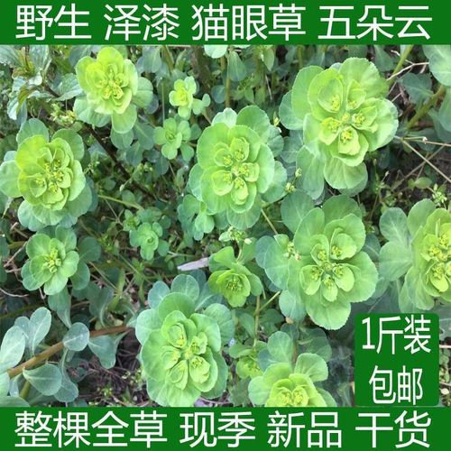 野生猫眼草泽漆五朵云中药材店铺整棵颗新鲜晒干的货品500g 泽漆猫眼