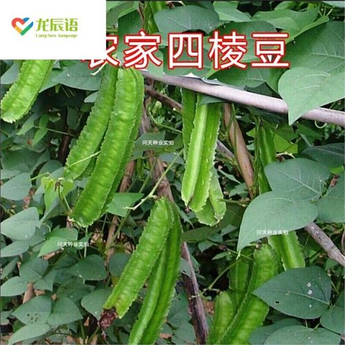 龙辰语 海南四棱豆种子  营养丰富多年生菜豆豇豆豆角种子 500克