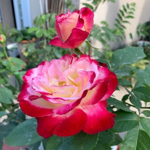 大花浓香型月季花苗红双喜月季花 丰花月季盆栽绿植 多季开花