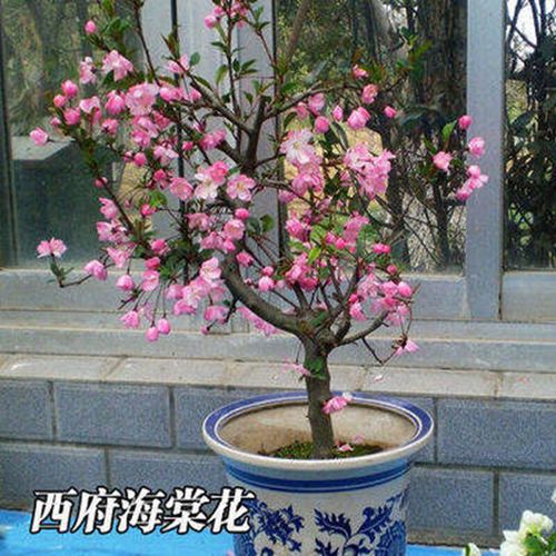 6年嫁接大苗 日本 海棠苗 室内盆栽海棠花苗 盆景花卉植物庭院植物