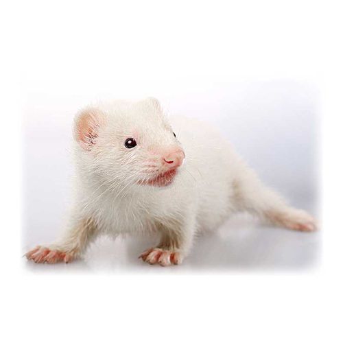 安哥鲁 宠物雪貂活体安格鲁貂活体雪貂幼崽玛雪儿貂宝宝好养型萌宠