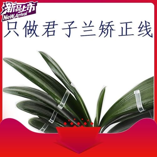 君子兰矫正器矫正线矫正夹叶片整形夹扶正带定型草本夹修型固定夹