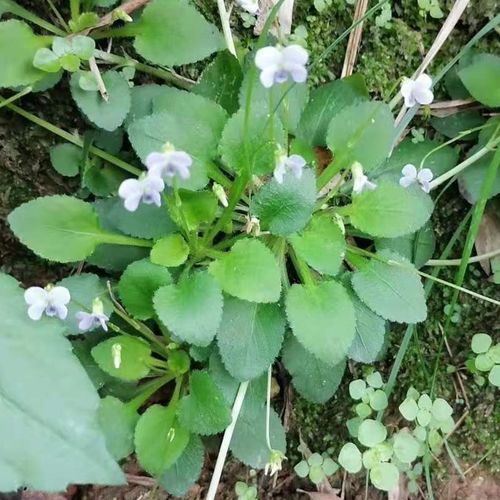 七星莲新鲜 蔓茎堇菜  茶匙黄 心叶蔓茎堇菜带土发货苗