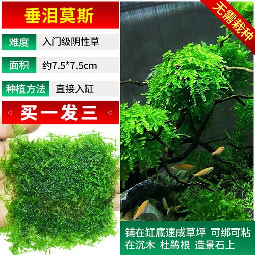 莫斯片水草活体植物慕斯散装莫丝沉木火焰松茸大三角造景 垂泪莫斯