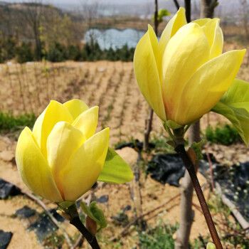 蓓弗 玉兰花树苗盆栽紫玉兰白玉兰花老桩阳台庭院别墅浓香四季花卉