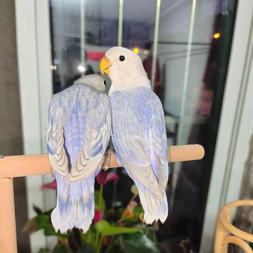 面类牡丹鹦鹉紫面边紫边闪一对双蓝基因三个月小对带卡带环