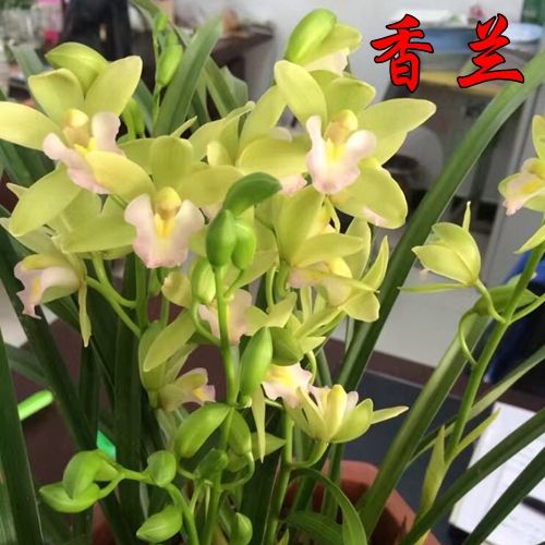 88杂交兰香味兰花苗日本香兰大花卉盆栽室内原盆发货