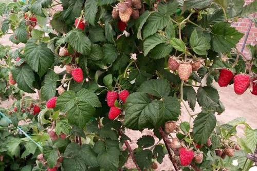 0/棵 树莓苗 红树莓苗 双季树莓苗 盆栽地栽南方北方均可种植
