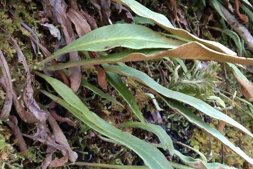 0/斤  云南大山深处的石韦对贤结石有好处