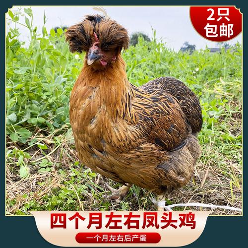 纯种帽子鸡成年凤头鸡波兰帽子鸡活苗种蛋开产下蛋风头鸡2只包邮