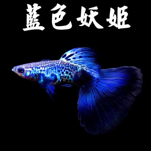 蓝色妖姬纯种孔雀鱼孕i母临产热带小型淡f水观赏鱼凤尾鱼包.